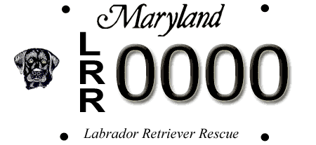 Labrador Retriever Rescue, Inc.